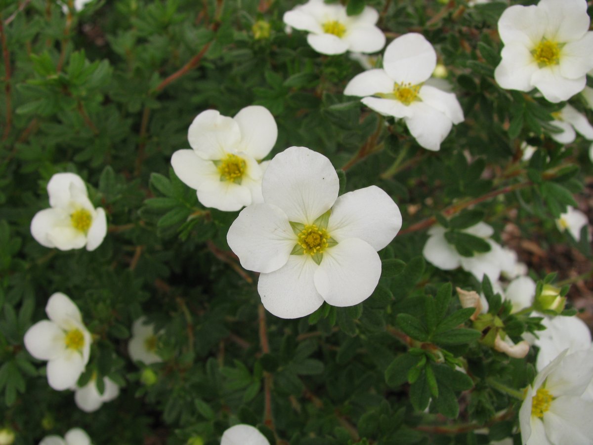 Лапчатка (dasiphora fruticosa