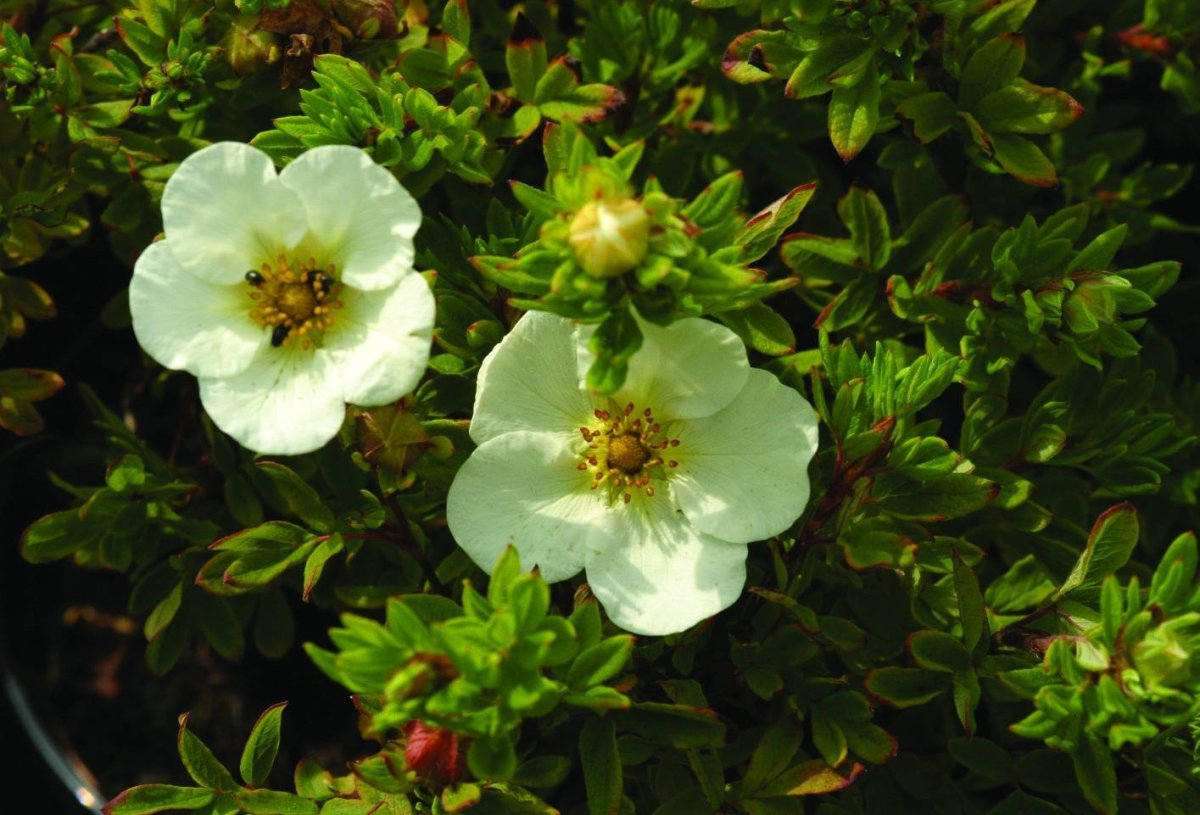 Лапчатка кустарниковая Tilford Cream