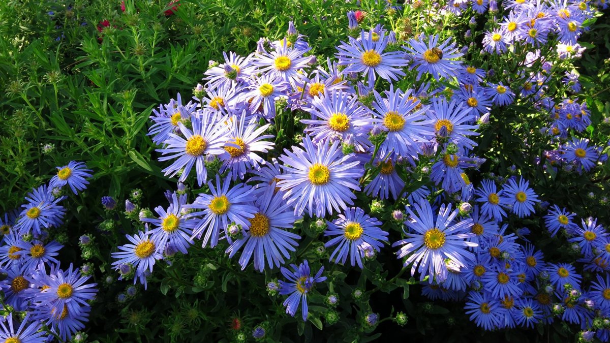 Астра Альпийская (Aster Alpinus `Albus`)