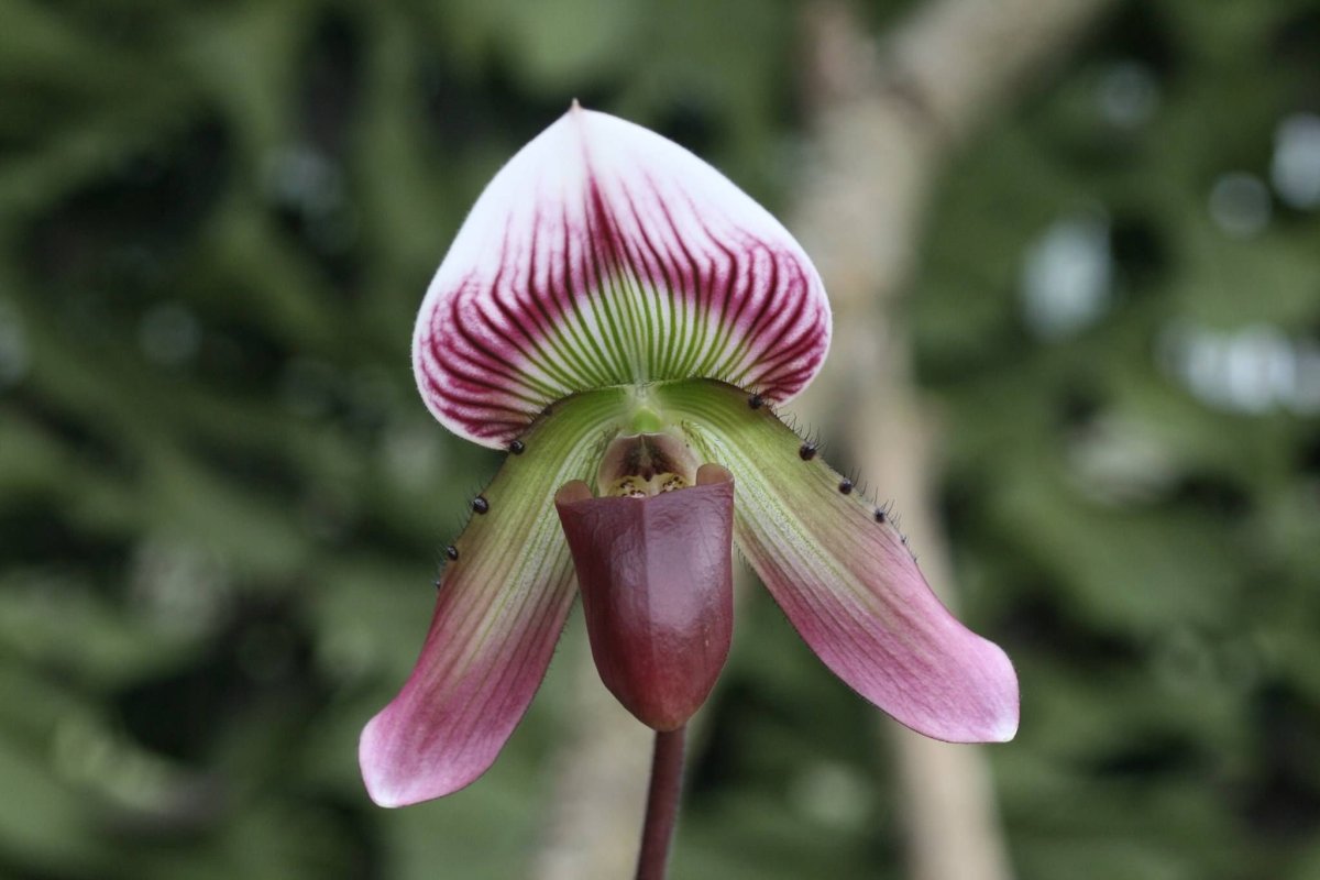 Paph. Callosum