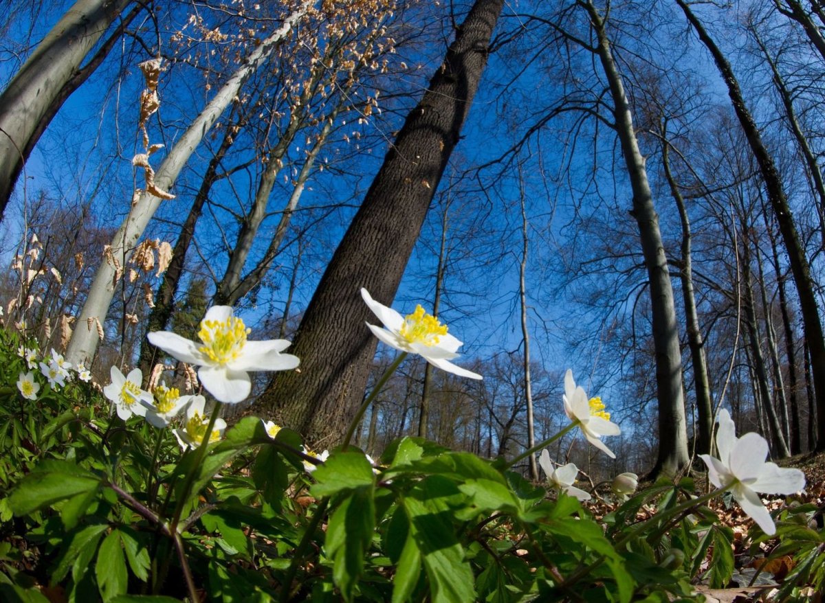 Зайдель Весна Генрих Весна