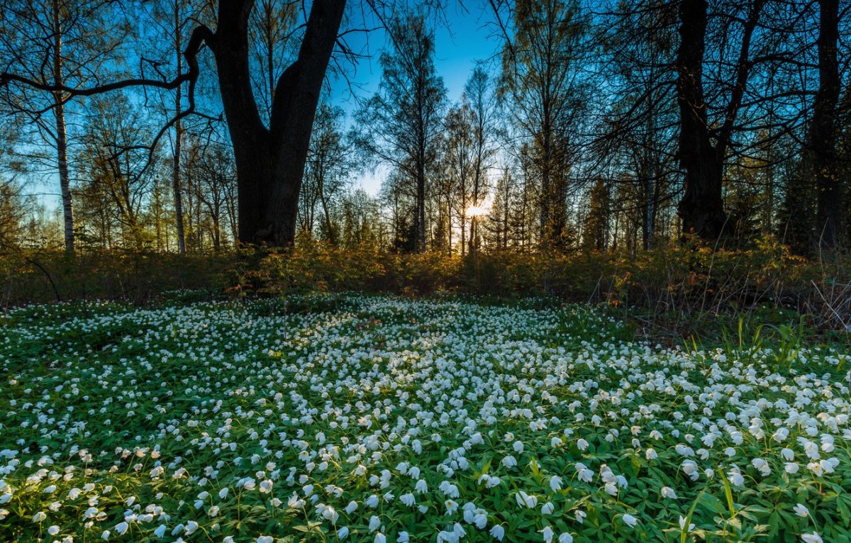 Природа весной