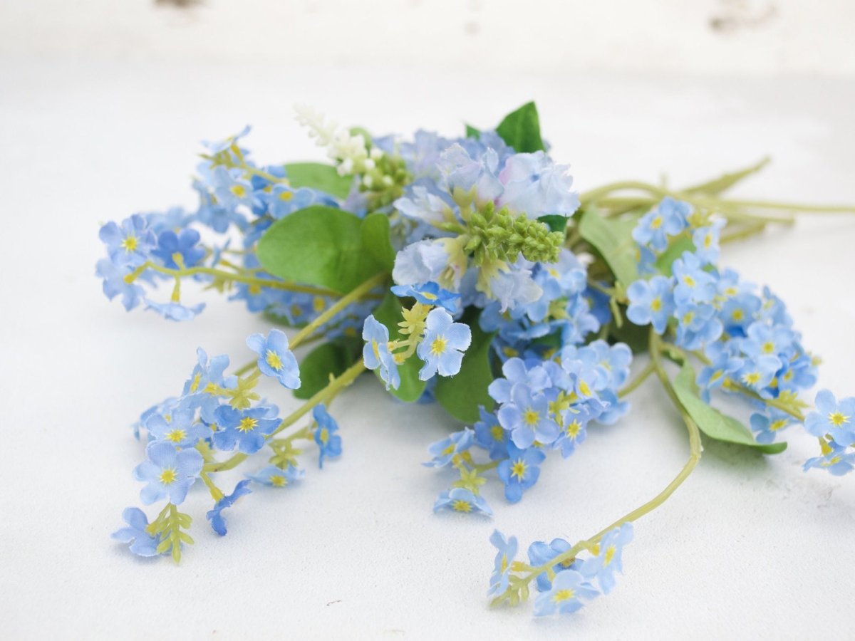 Forget-me-not in the USA