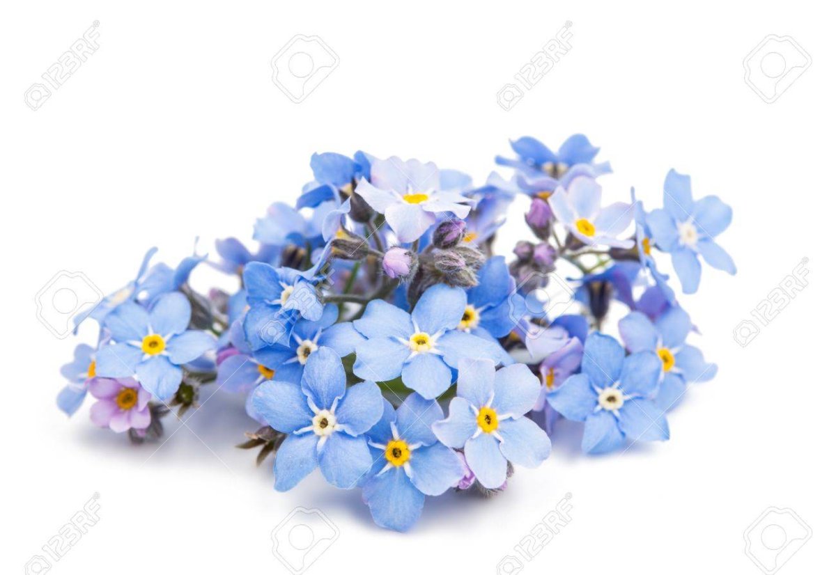 Незабудки фото
