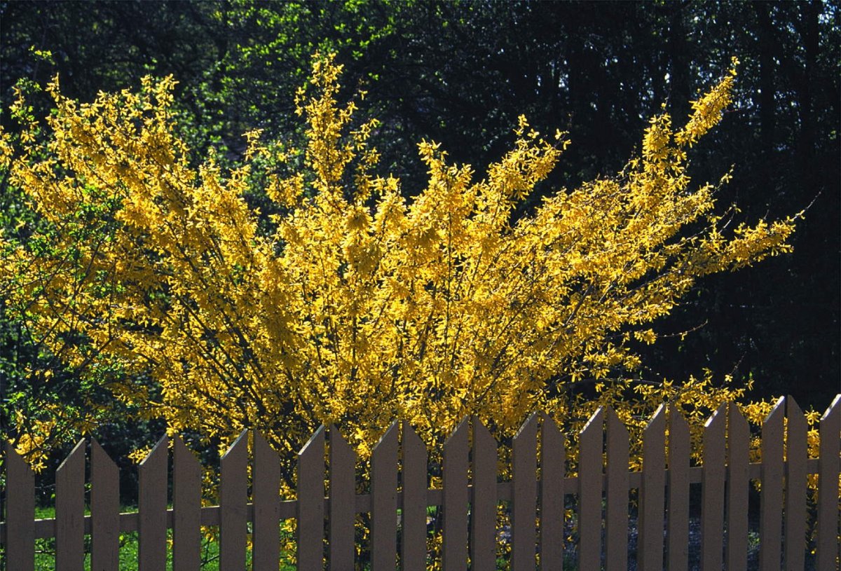 Форзиция spectabilis