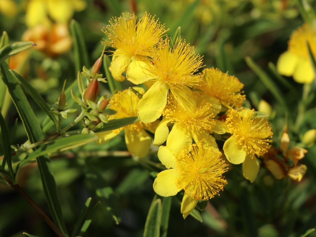 Hypericum kalmianum