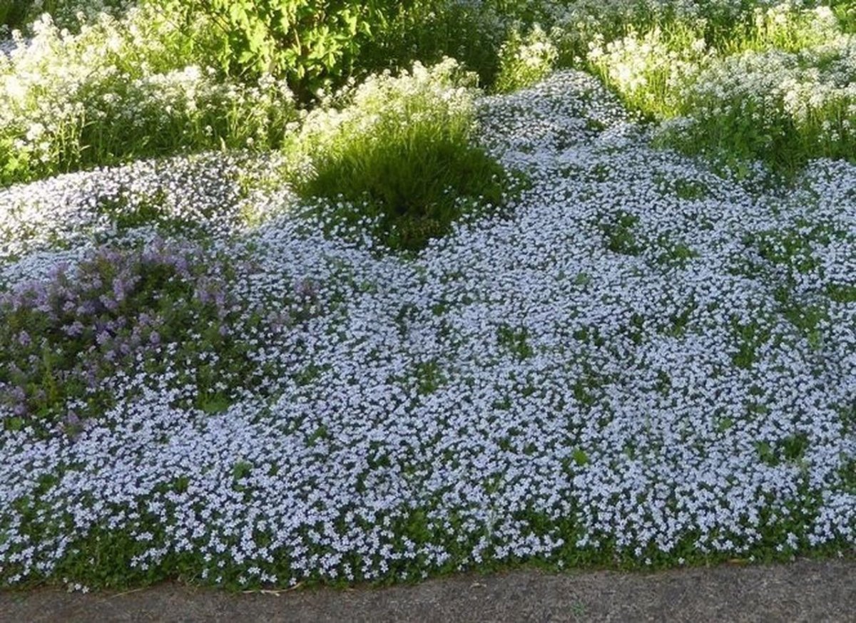 Лаурентия Блу