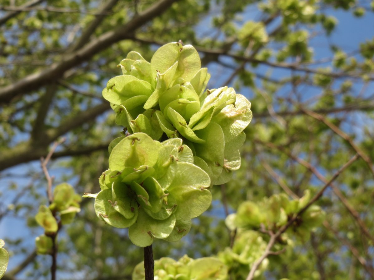 Ulmus Minor