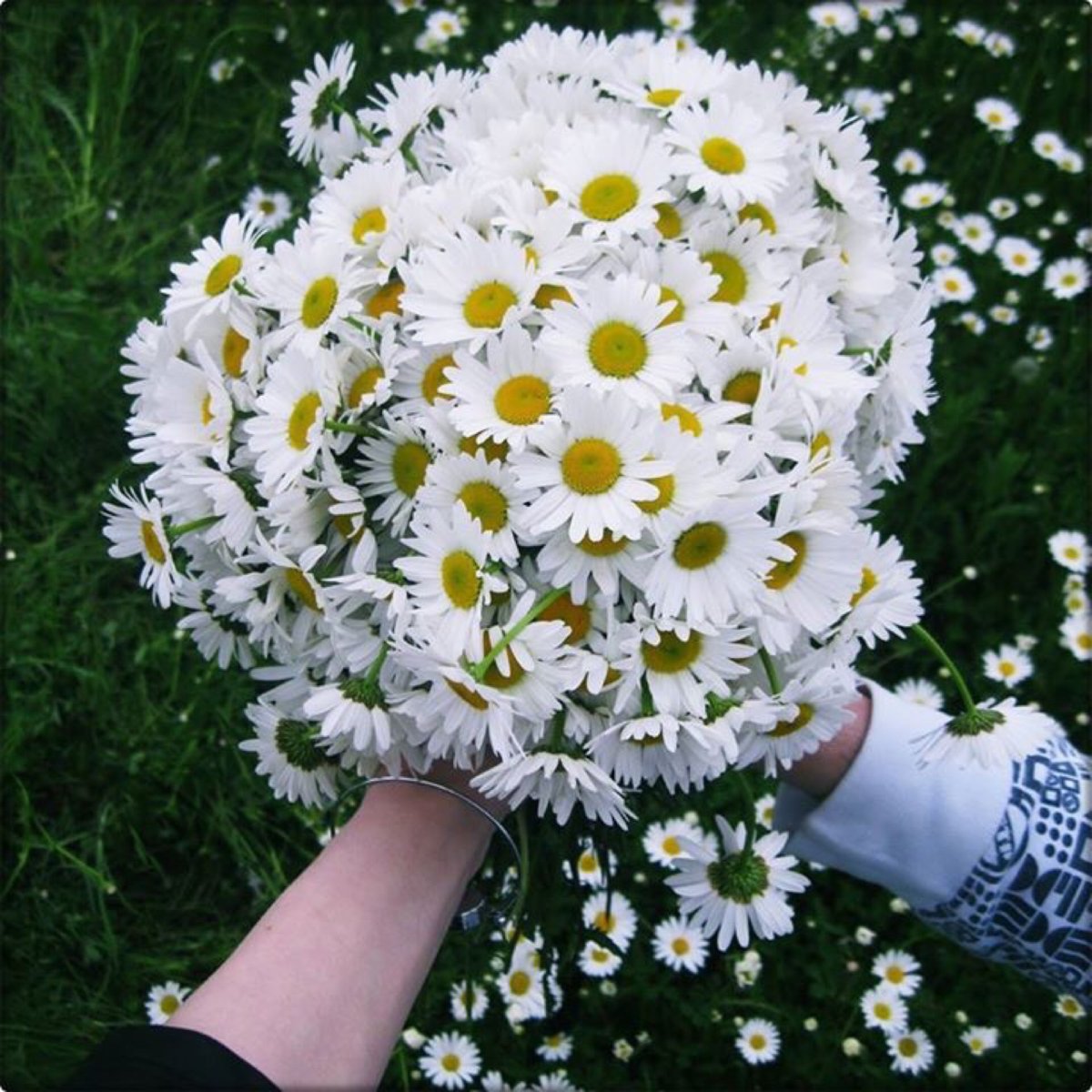 Марина Яныкина букет ромашек