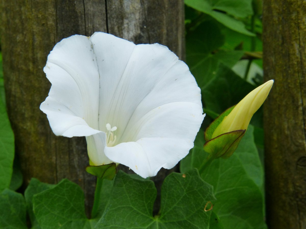 Ипомея giant White Moonflower