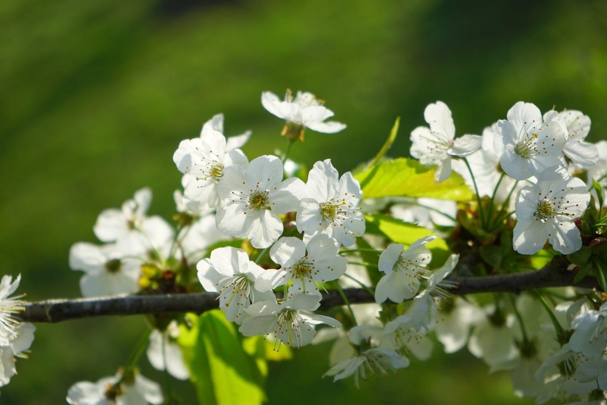 Prunus Cerasus. Цветки