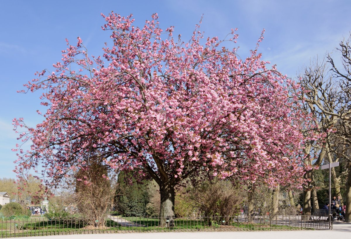 Вишня мелкопильчатая Канзан Prunus serrulata Kanzan