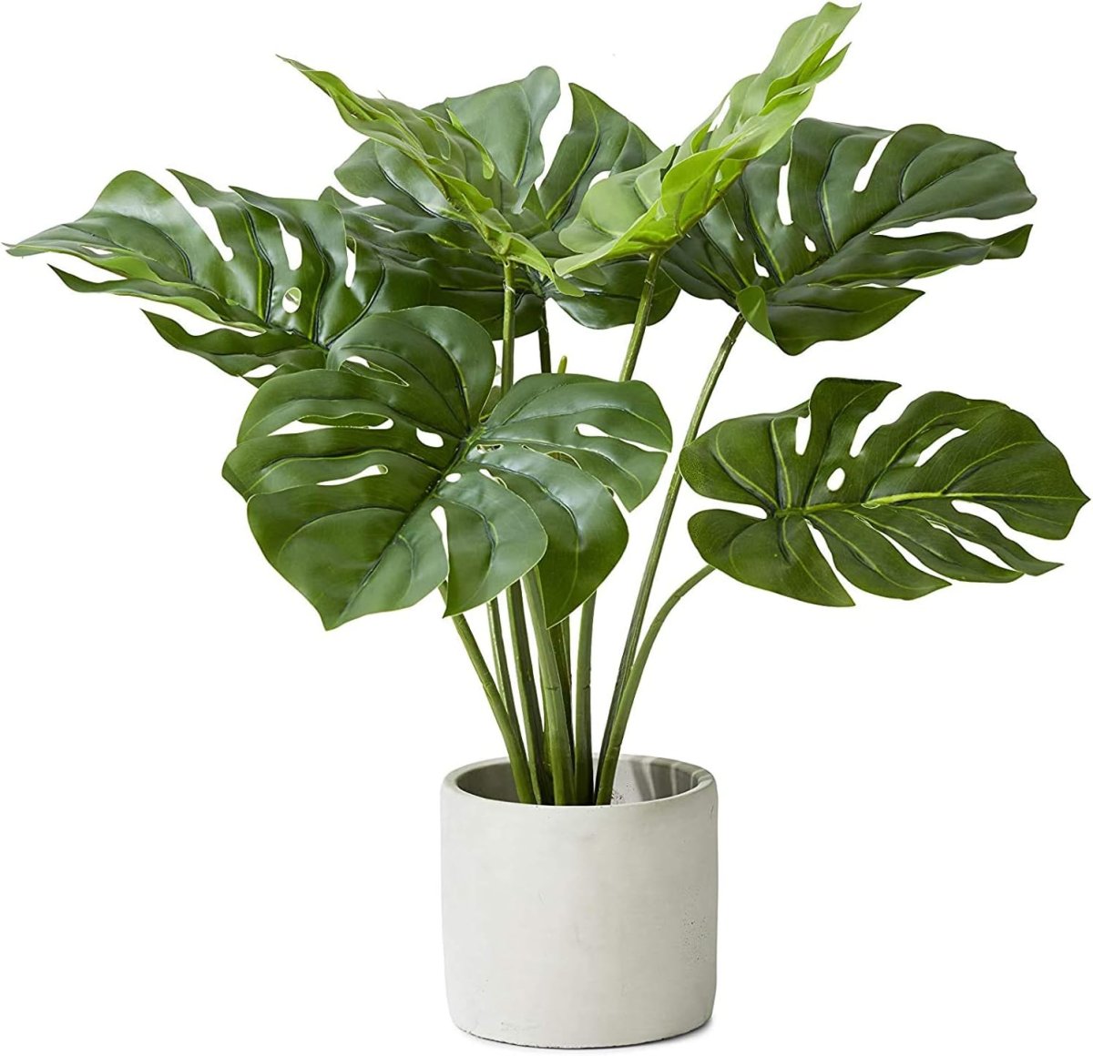 Monstera 160 White