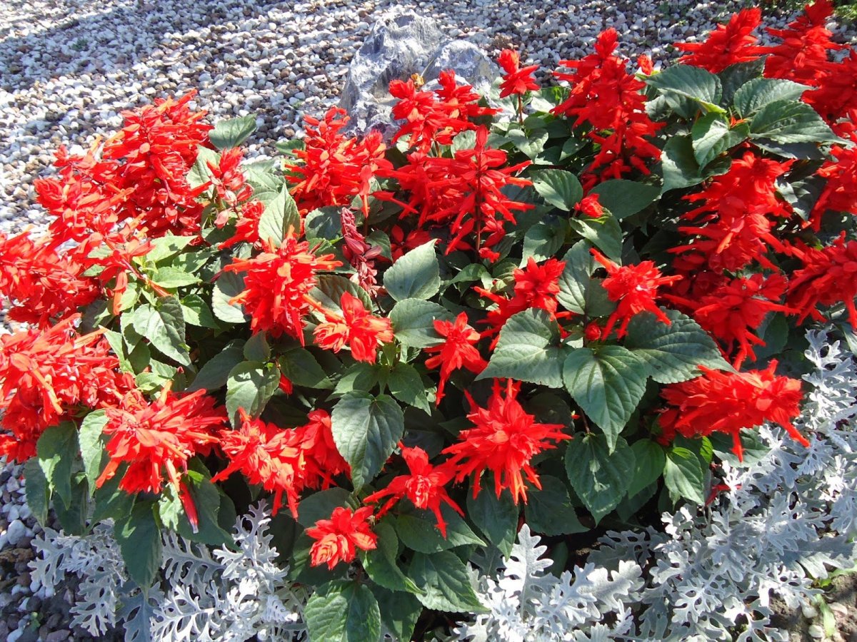Садовый цветок с красными цветами многолетник