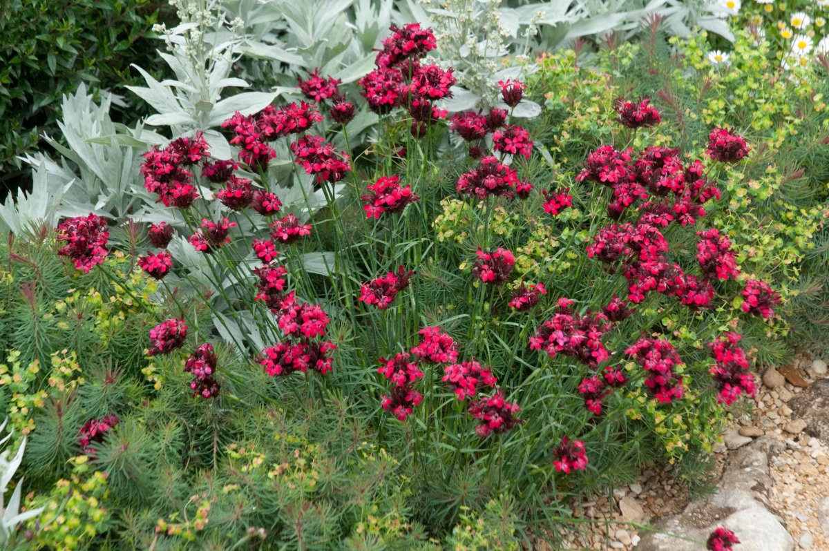 Гвоздика куст Burgundy