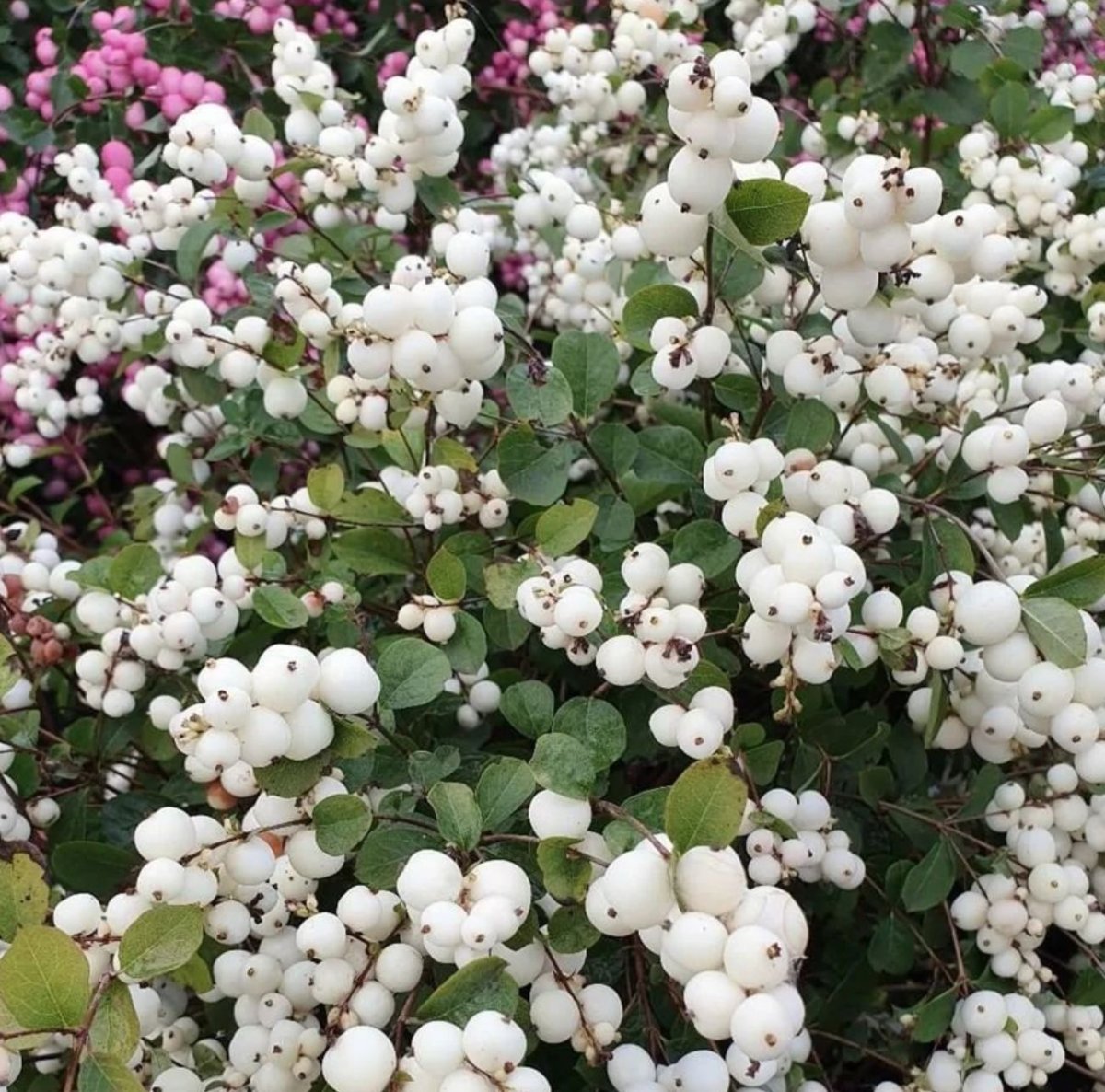 Снежноягодник Доренбоза White Hedge