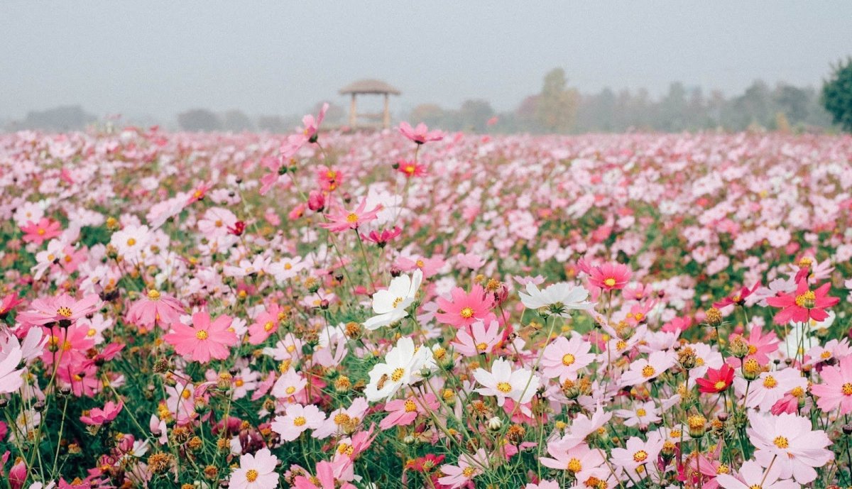 Розовое поле цветов
