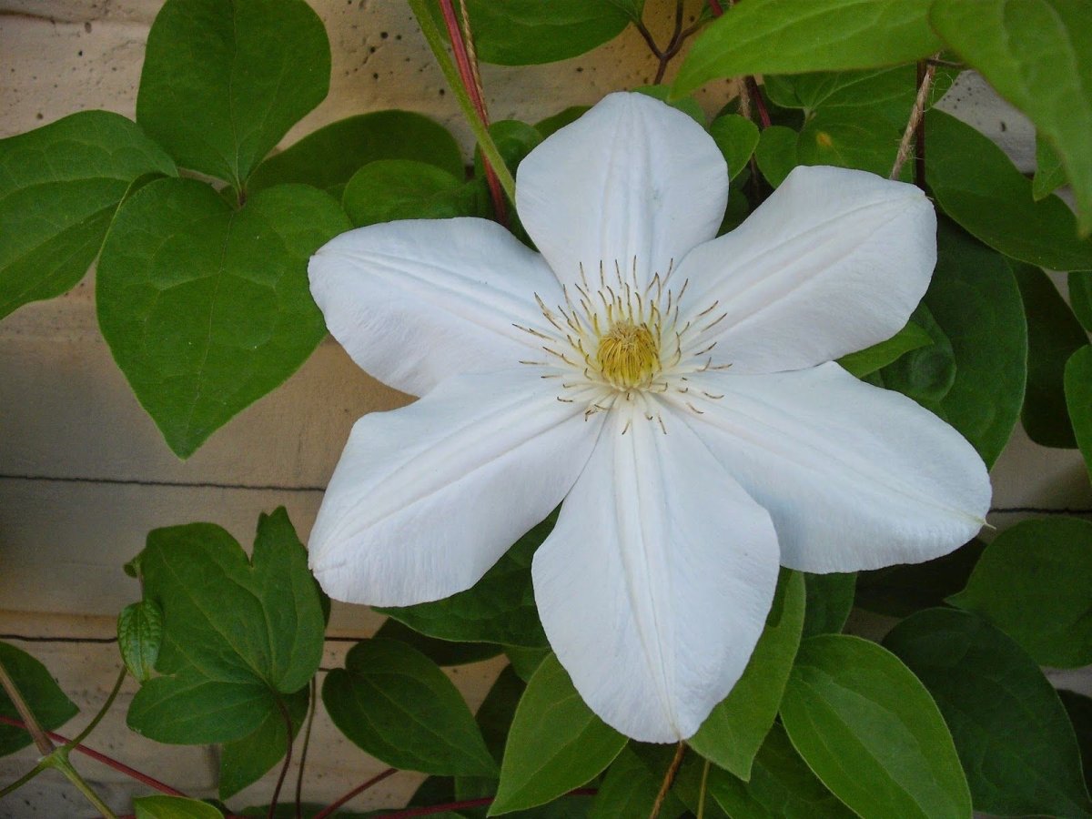 Клематис White Arabella