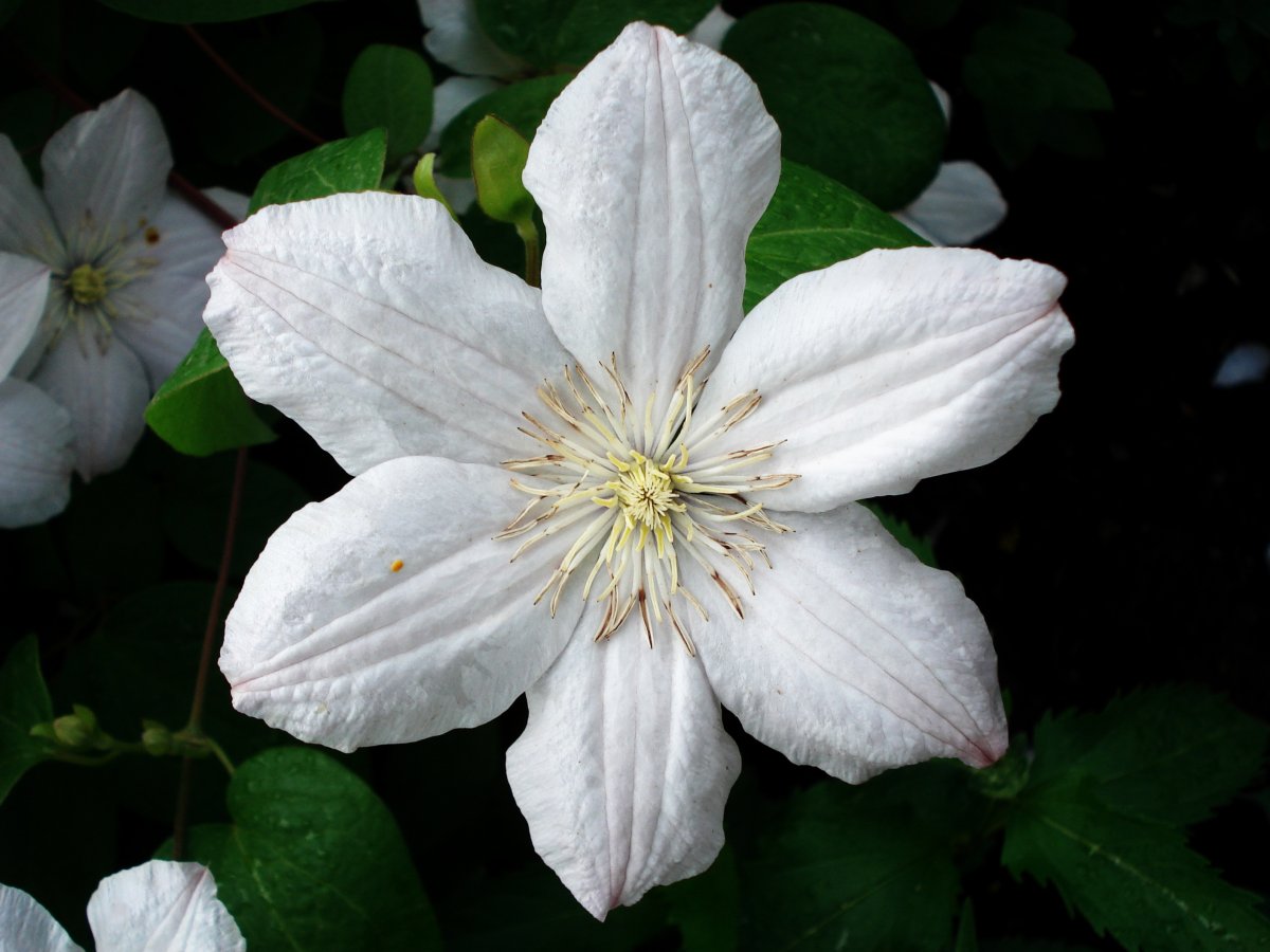 Клематис Уайт Перл (White Pearl)