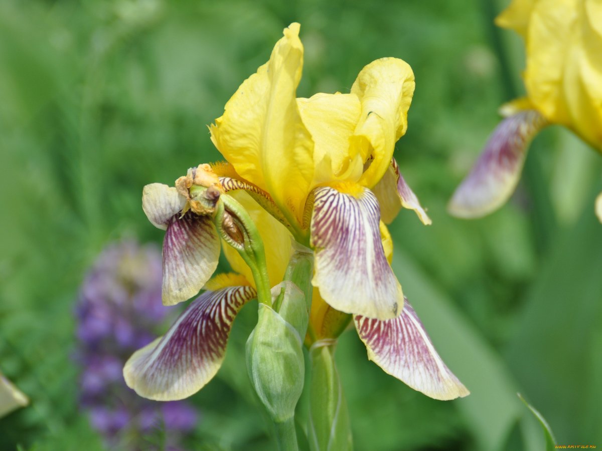 Iris pseudopumila