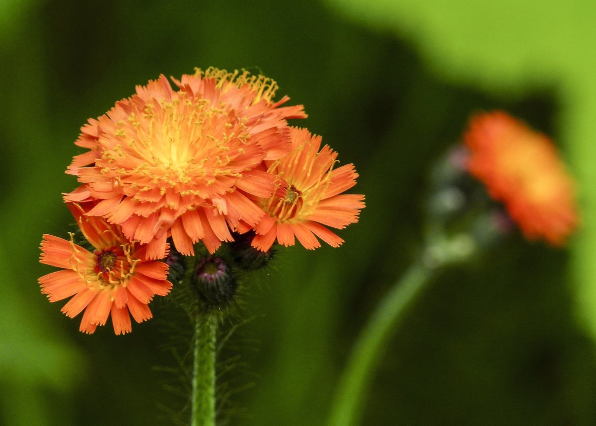 Orange Hawkweed