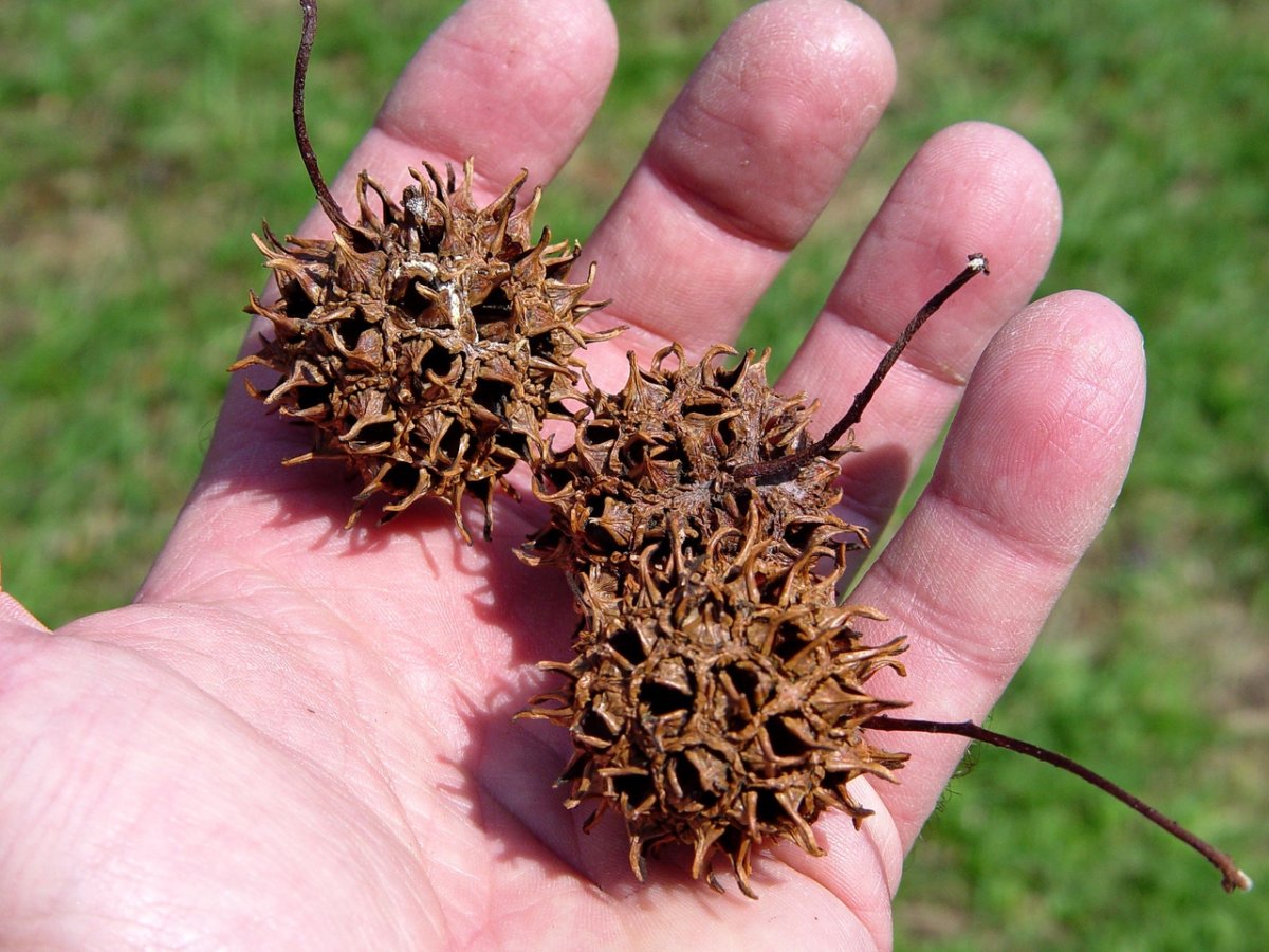 Sweet Gum Seed Ball семена дерева