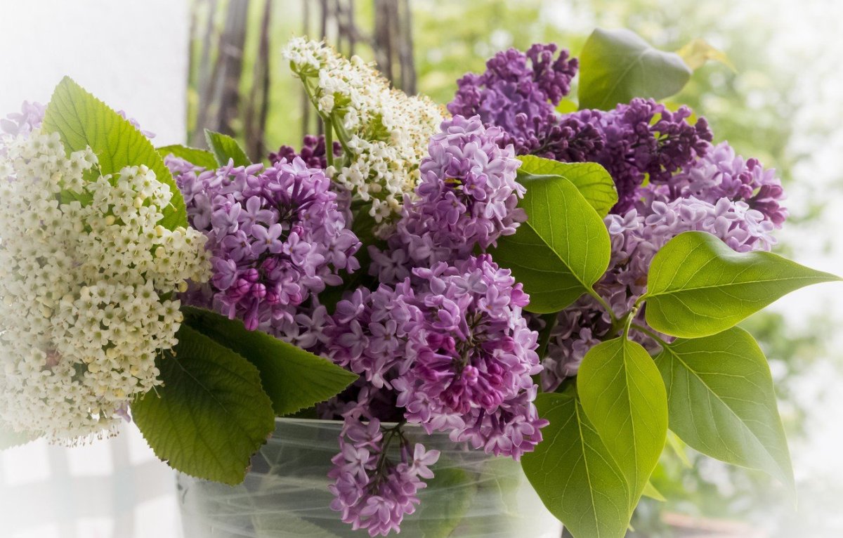 Сирень Милосердие