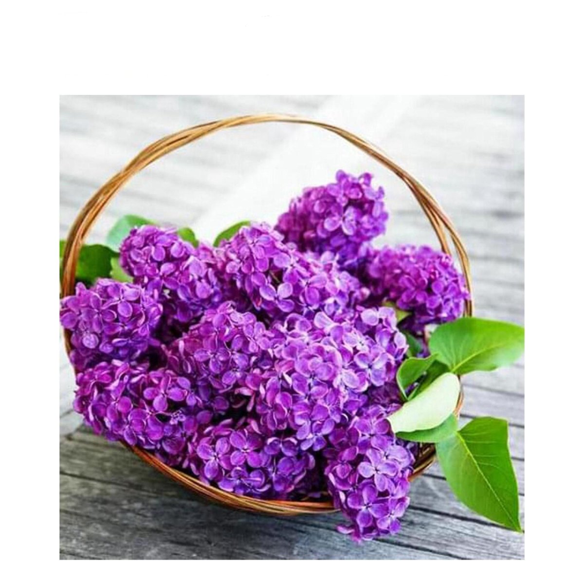 Сирень фиолетовая