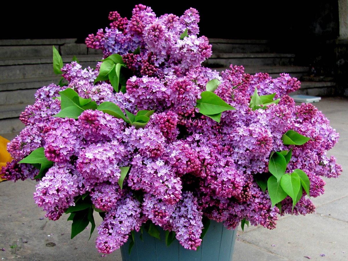 Сирень Молли Энн