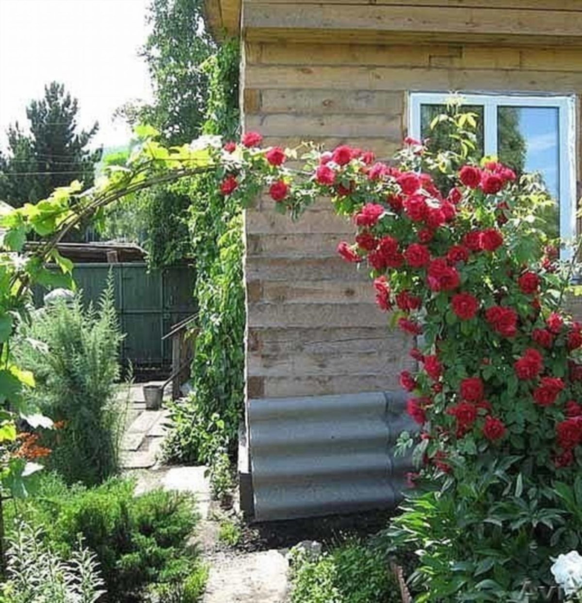 Плетистые розы на даче