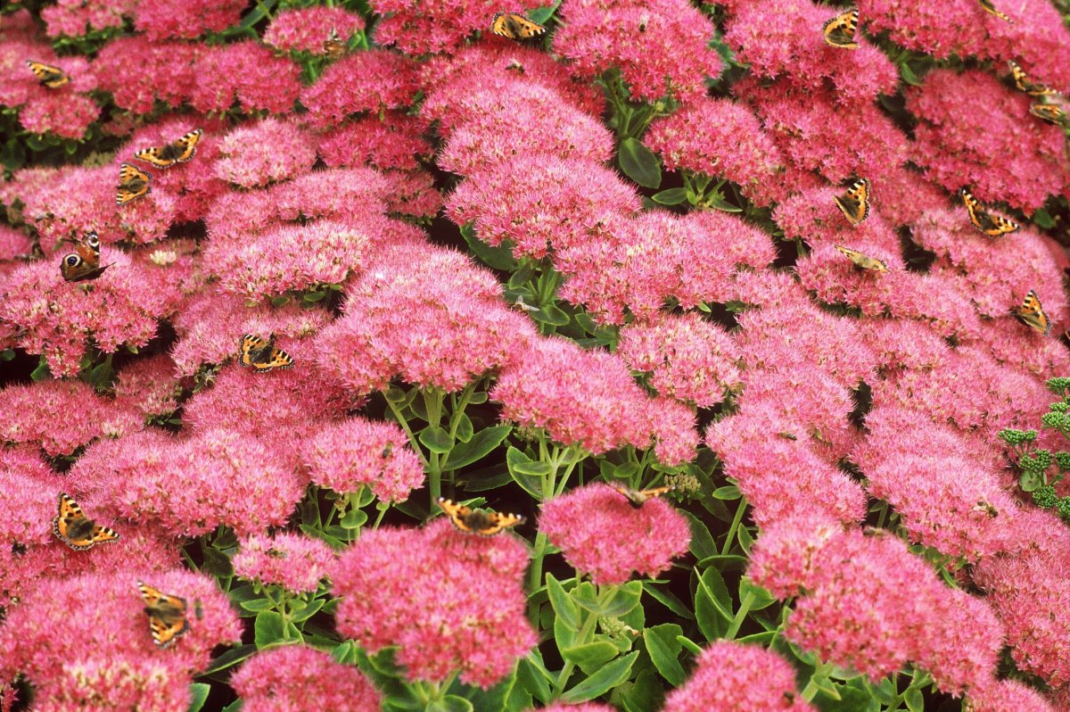 Full Sun perennials that Bloom all Season