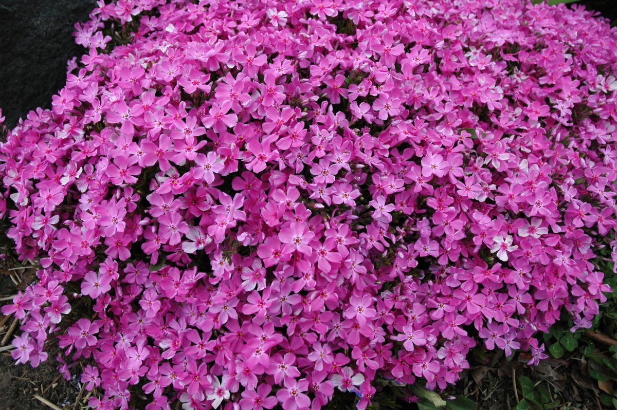 Флокс шиловидный `Pink`
