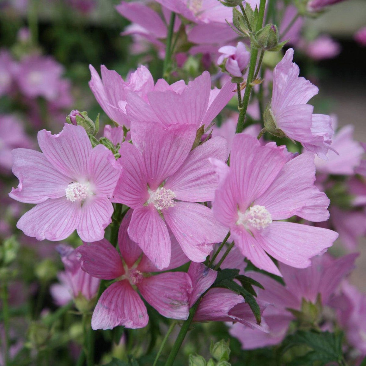 Мальва мускусная rosea