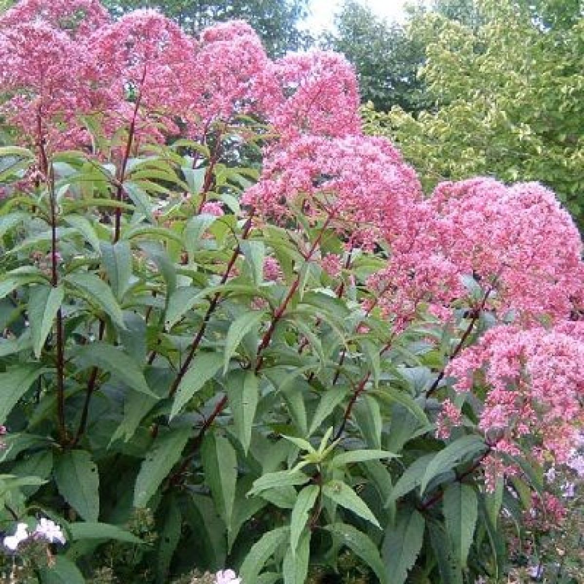 Посконник пятнистый (Eupatorium maculatum `Atropurpureum`)