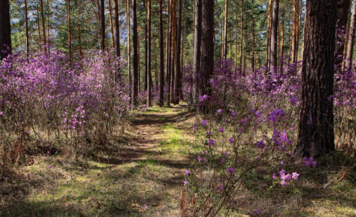 Багульник в Забайкалье