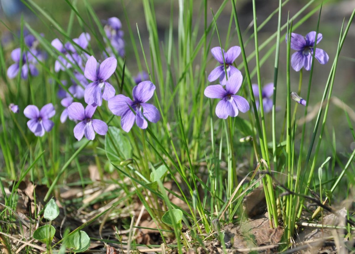 Фиалка топяная – Viola uliginosa Bess