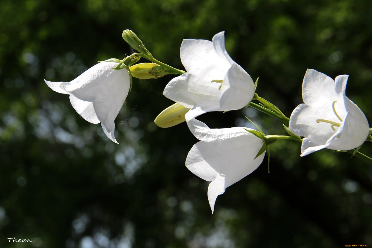 Маленькие белые колокольчики цветы