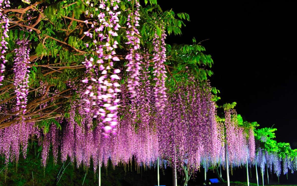 Глициния розовая Wisteria rosea