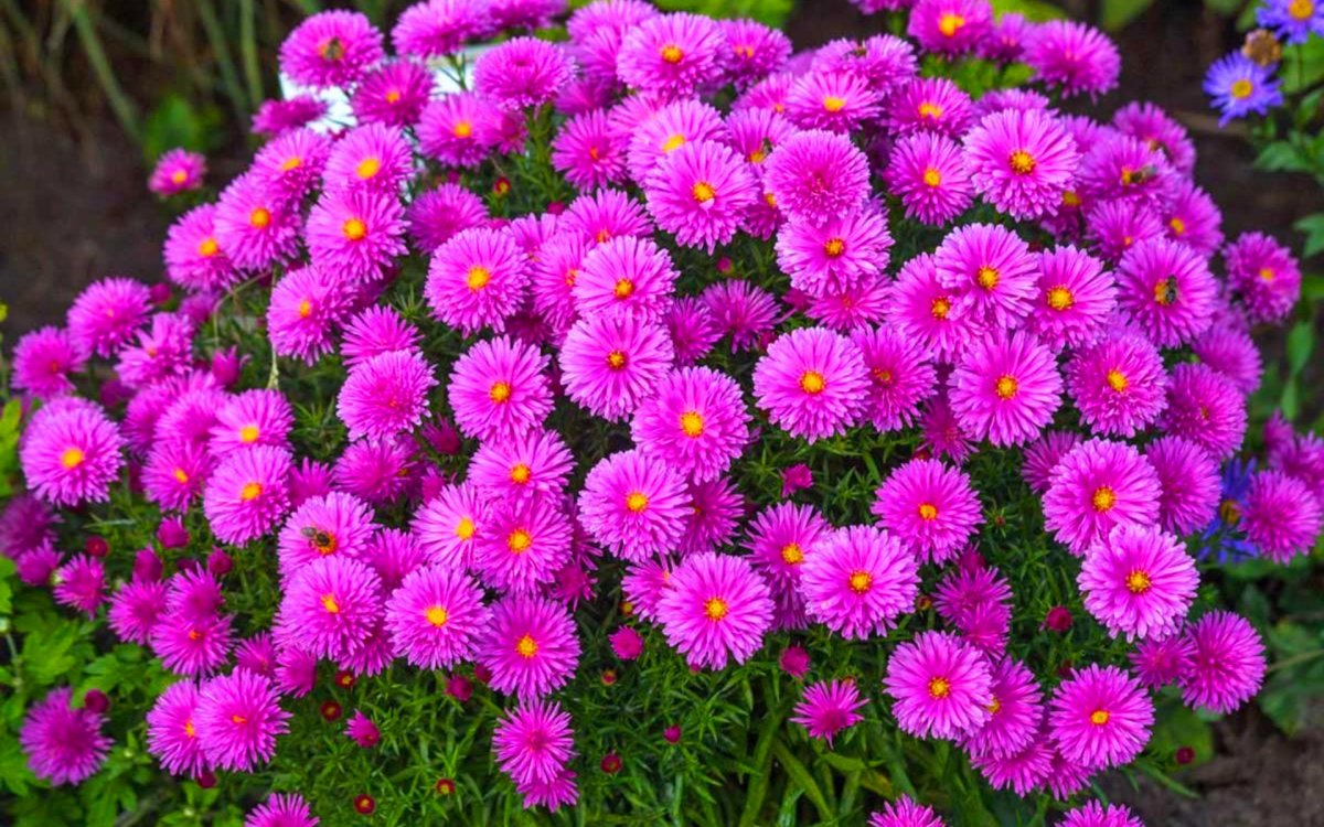 Астра кустарниковая Aster dumosus