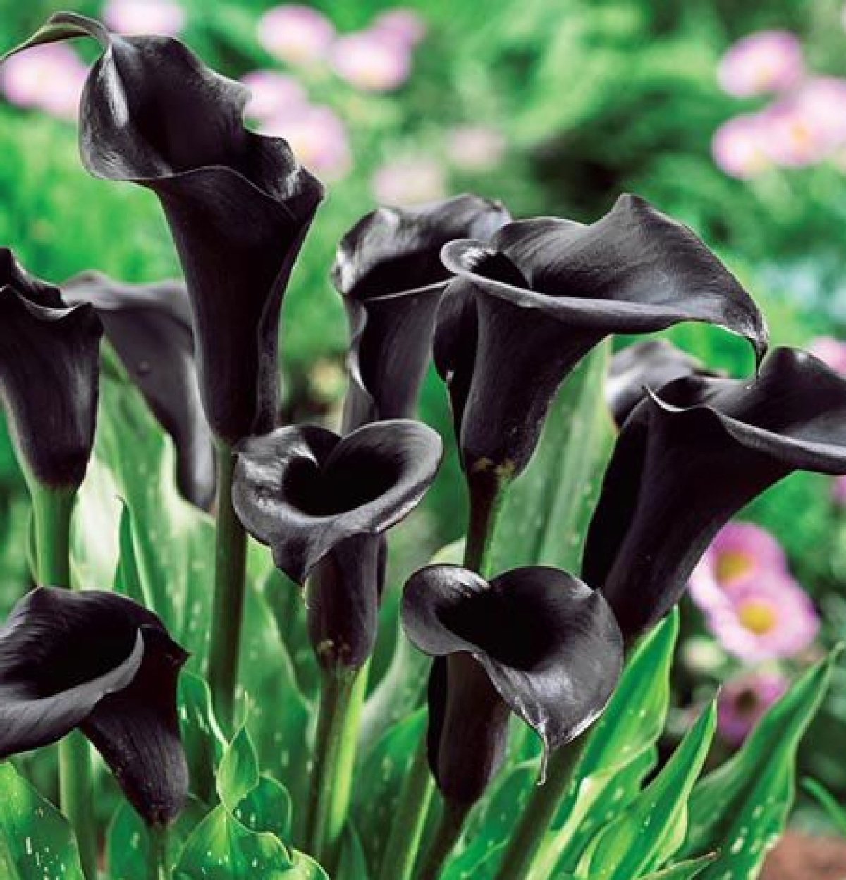 Калла Zantedeschia Cantor