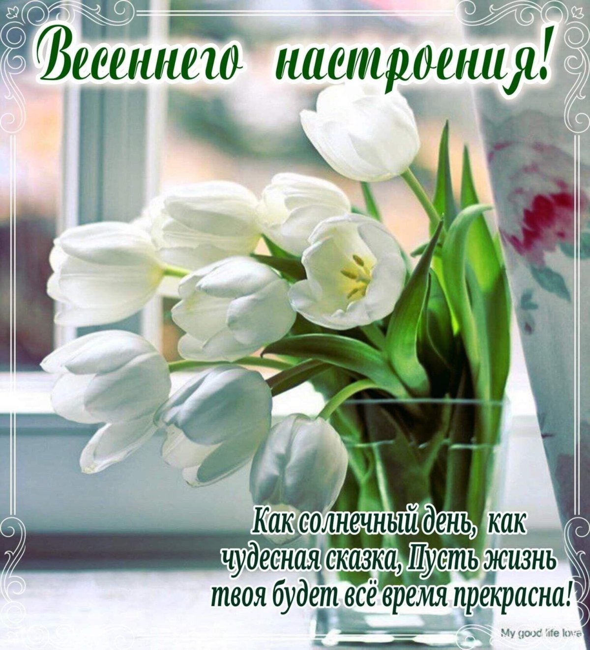 Белые тюльпаны в вазе на окне