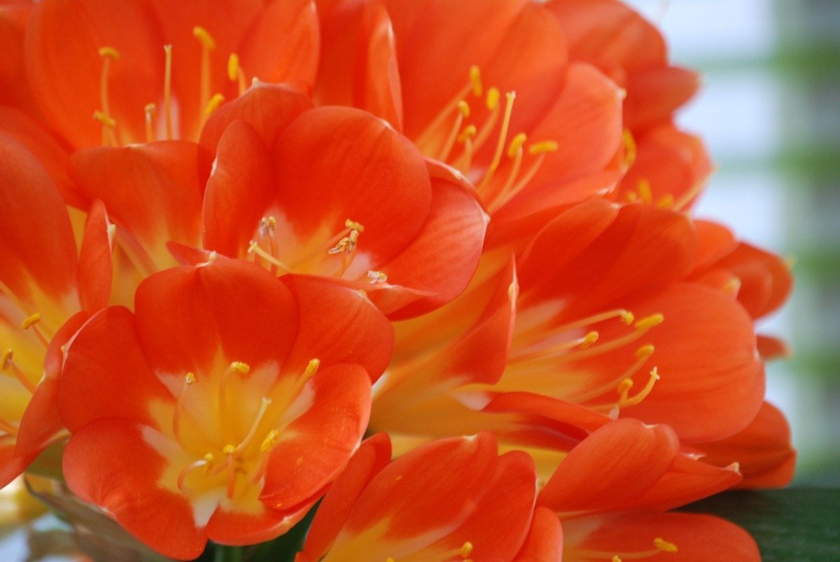Красивые оранжевые цветы