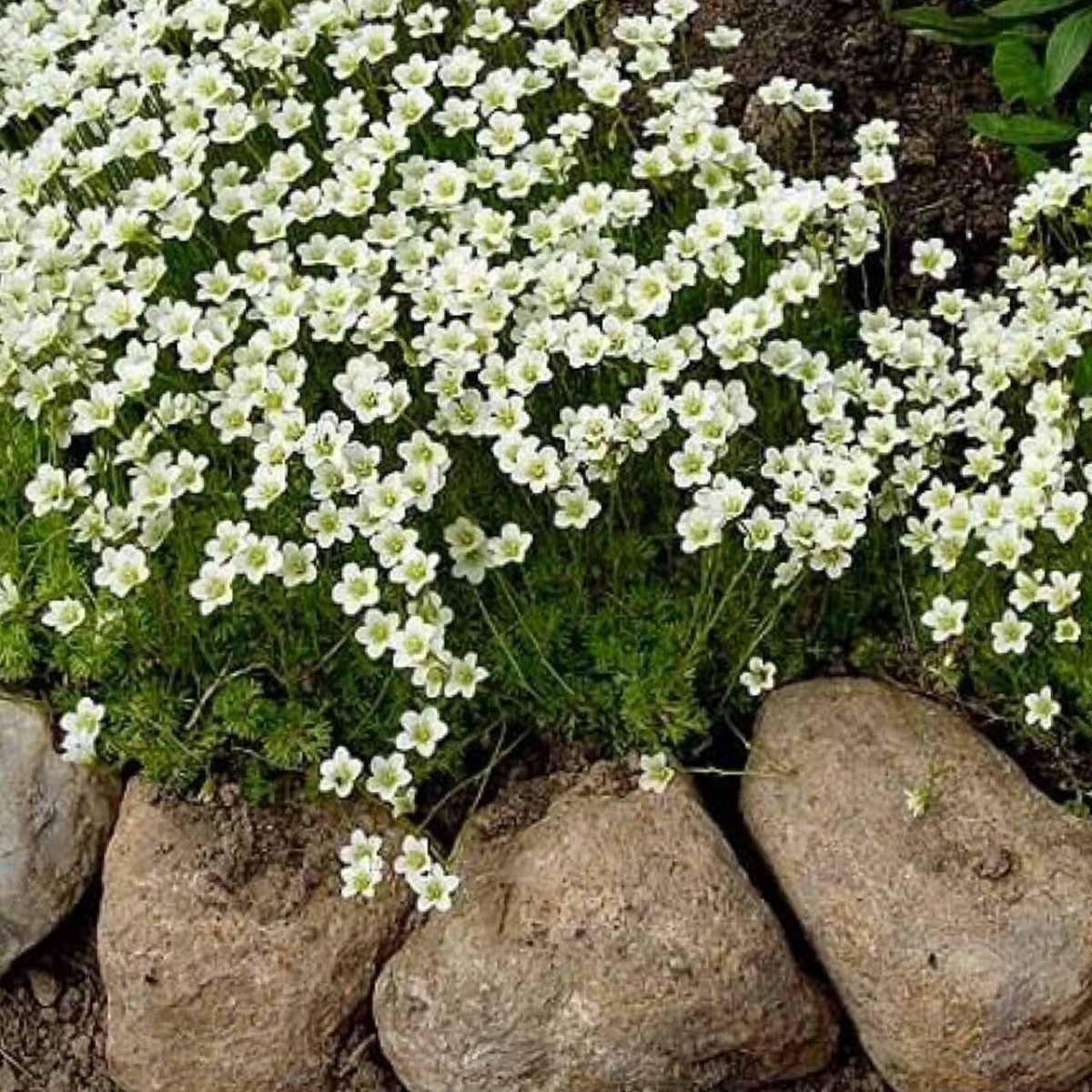 Ясколка и камнеломка
