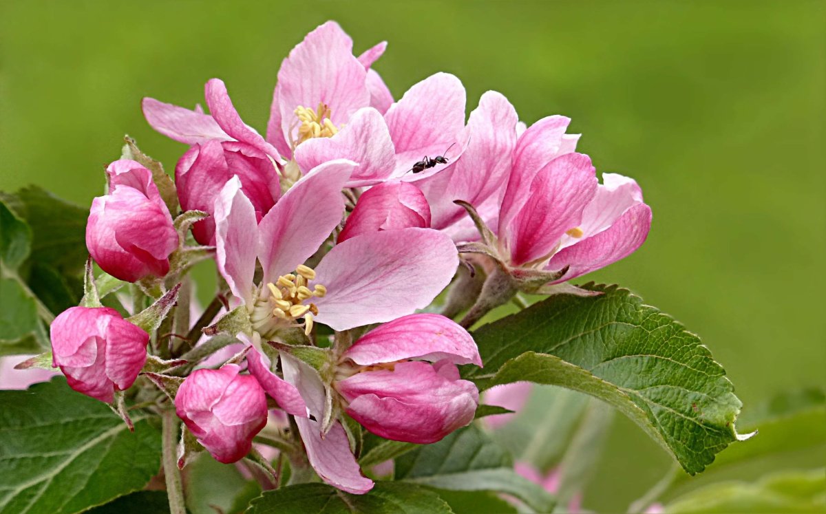 Malus-Butterball-Fruits цветки