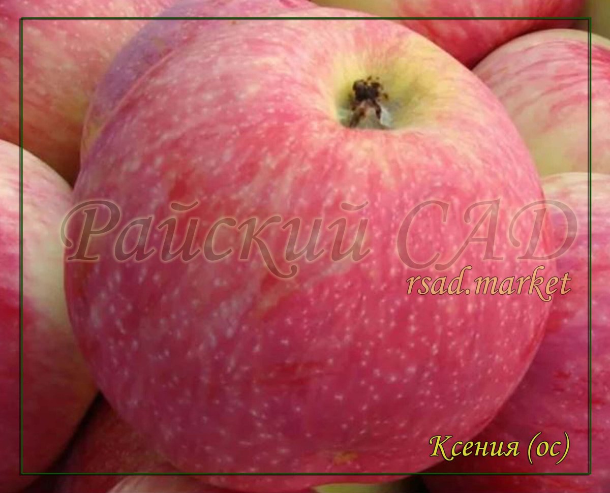 Сорт яблони Мельба