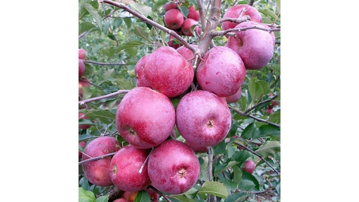Яблоня Флорина