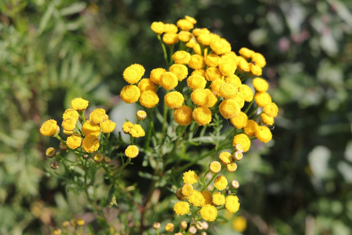 Пижма обыкновенная (Tanacetum vulgare)