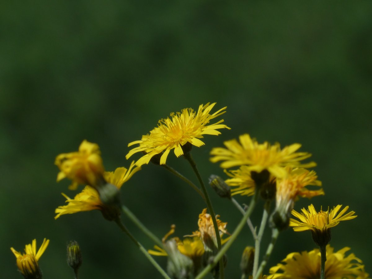 Asteraceae background