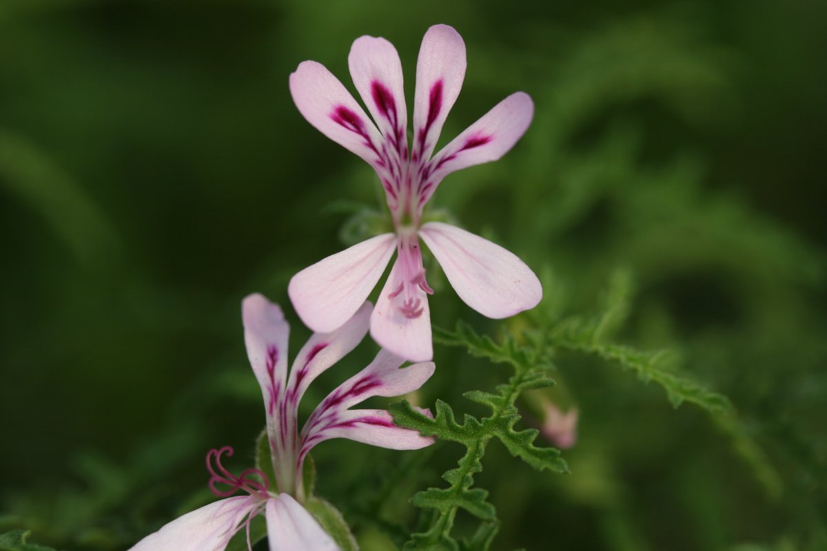 Пеларгония Filicifolium