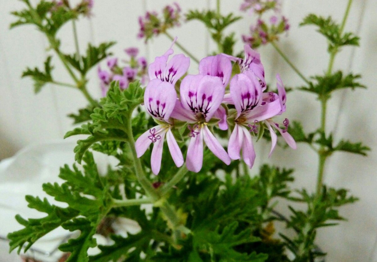 Пеларгония Filicifolium